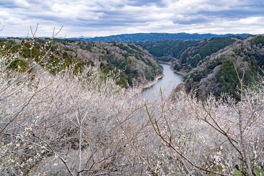 月ヶ瀬梅林の画像１