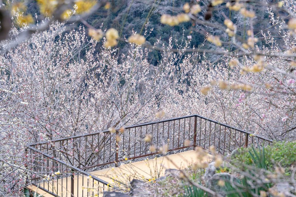 月ヶ瀬梅林の画像４