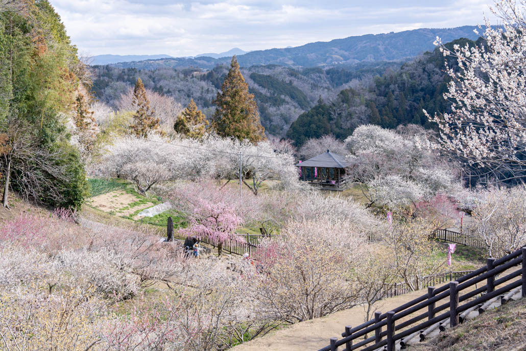 月ヶ瀬梅林の画像６