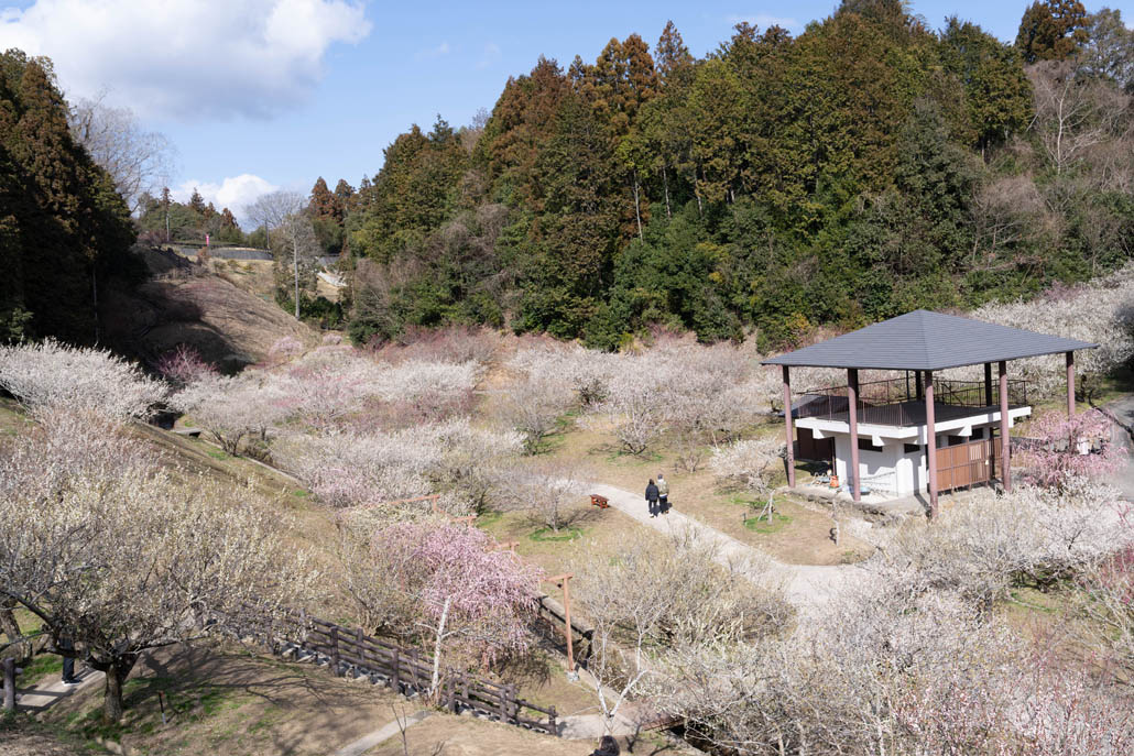 月ヶ瀬梅林の画像７