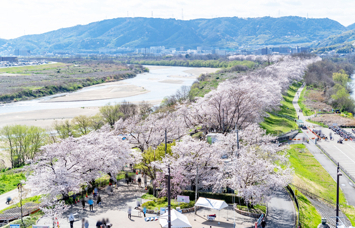 「背割堤の桜 ２０２２年」の画像