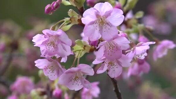 濃いピンクが境内に彩り 小浜の神社で河津桜が開花 12月に数輪が開花も…ここ数日の暖かさで一気に開花 福井