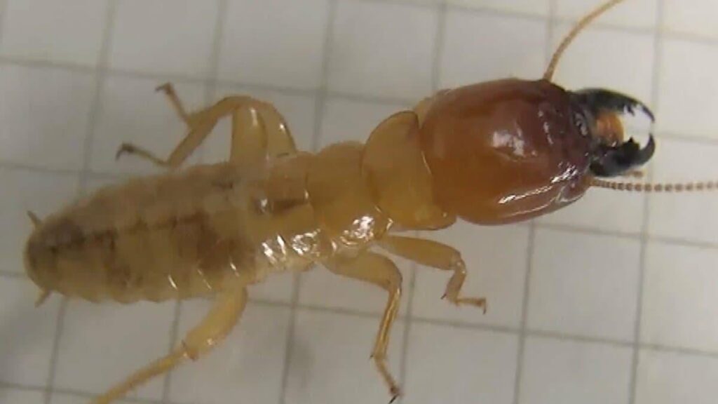 害虫駆除中に発見「ｼﾝｼｭの可能性高いシロアリ」⋯遺伝子を見たら「全然違う！」“害虫”イメージも研究者は期待「私たちの暮らしに役立つのでは」【シコ◯オオシロアリ】