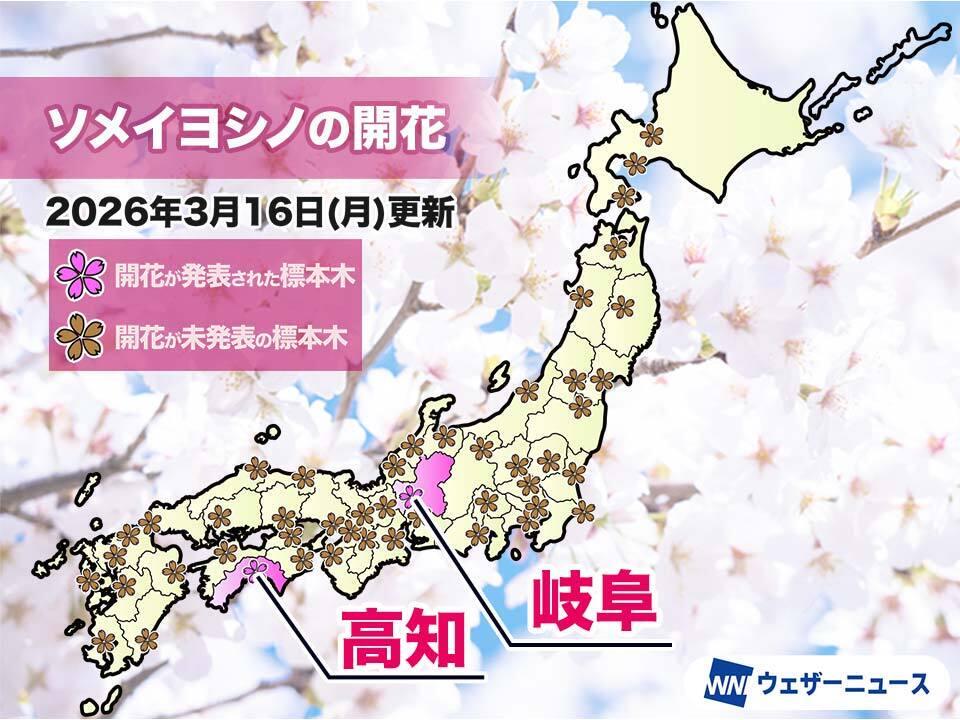 岐阜と高知で桜が開花 今年全国で最初のソメイヨシノ開花発表
