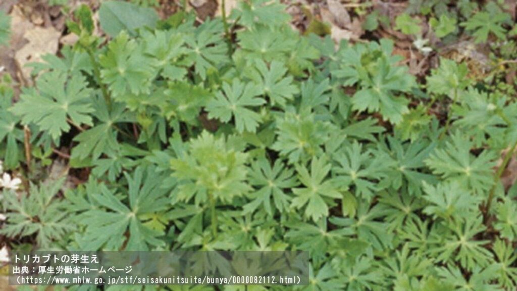 間違えてトリカブトを食べて食中毒に 「ニリンソウを食べた」という50代男性が集中治療室に入院 入手経緯は不明 青森県内でトリカブトによる食中毒の発生は2006年以来20年ぶり