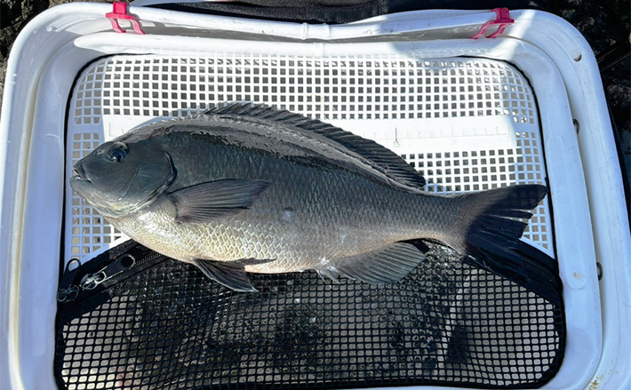磯フカセ釣りで寒グレ攻略成功【和歌山・串本】沖の潮目で40.5cm口太がヒット