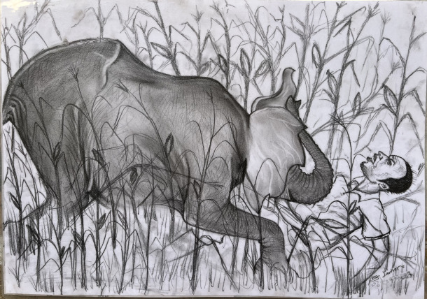 ゾウが人を襲う際の危険な動きを説明する図版または写真。