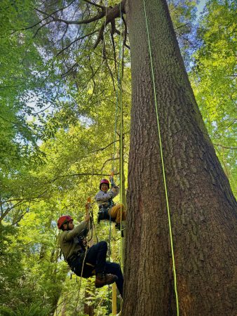 UBC植物園でベイスギに登る半藤将代