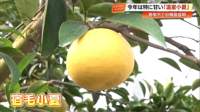 ここ3年で最も甘い仕上がり　高知・香南市で『温室小夏』が収穫最盛期、お花見のデザートにも « 高知のニュース - 高知さんさんテレビ