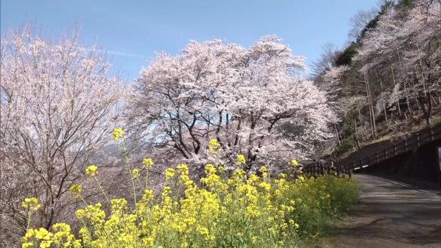 高知・仁淀川町で樹齢500年の「ひょうたん桜」が満開、菜の花との競演も 今週末が見頃 « 高知のニュース – 高知さんさんテレビ 高知・仁淀川町で樹齢500年の「ひょうたん桜」が満開、菜の花との競演も 今週末が見頃 « 高知のニュース - 高知さんさんテレビ