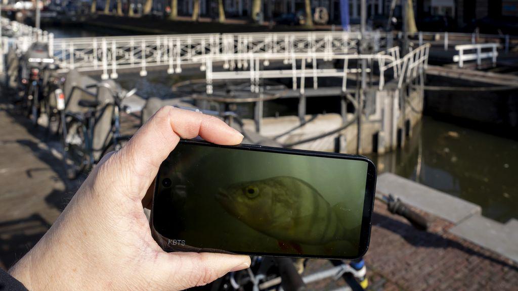 魚ドアベルをもう一度押すと、「すぐにたくさんの魚が期待できます」