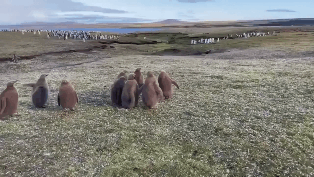 にゃーんちゃん