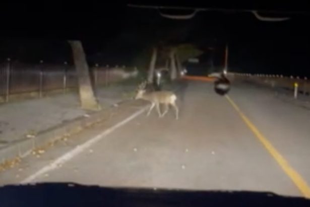 国頭シカ、宮城県ルーツか　共同グループ　ふんからＤＮＡ解析