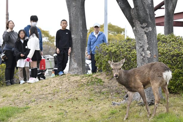 大阪 公園にシカ 奈良から放浪か