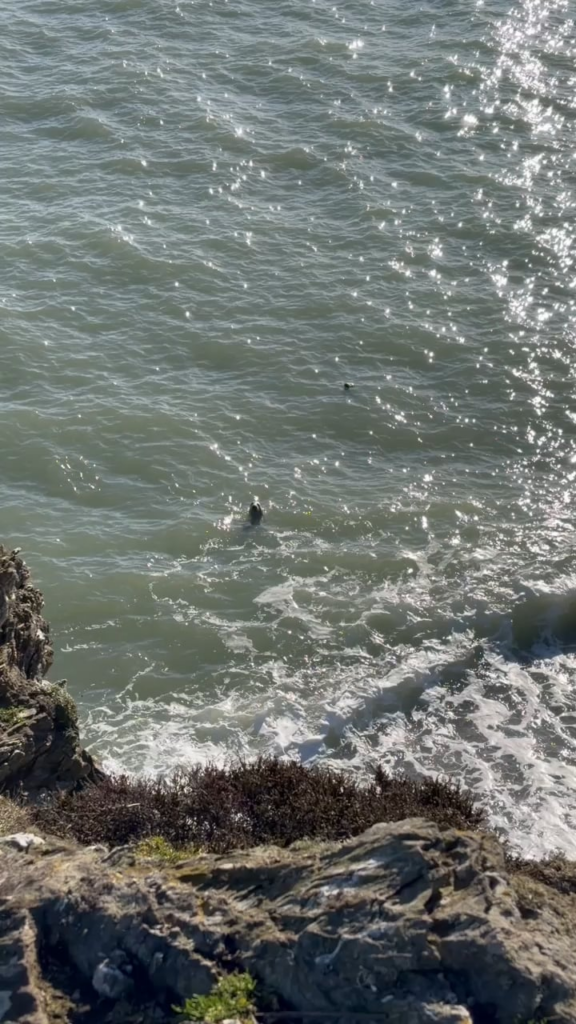 アイルランドは時々あなたを驚かせます