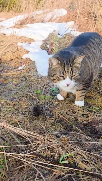 ミキウスとヴェルニアスクリス