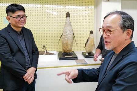 台湾で南極のペンギン剥製と対面　秋田にかほ市の白瀬記念館関係者
