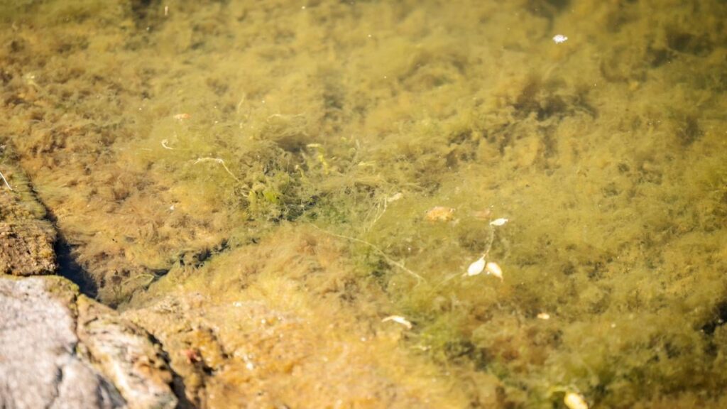 「こんなものは見たことがない」：ケントさんはすでに水中に油を発見