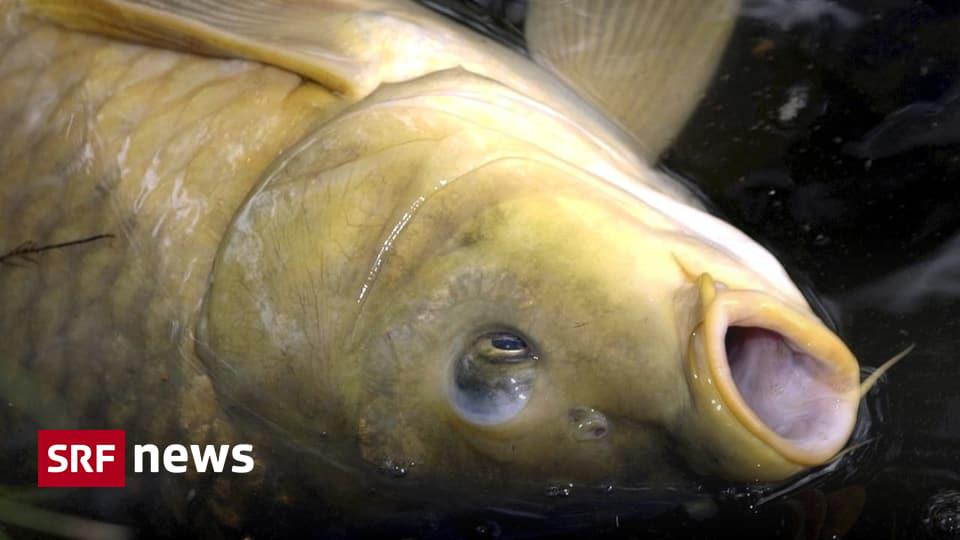 「苦痛に満ちた屠殺」 – スイスの川への降下で多くの魚が死亡 |魚の通り道は多くの河川発電所で技術的に解決されていますが、魚の通り道は未解決の問題のままです。