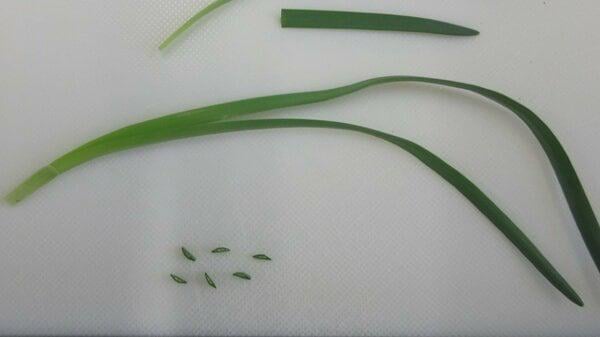 庭の畑で採ったスイセンを誤食、70代・80代夫婦が食中毒に 「アサツキと見分けが難しい」 富山県砺波厚生センター管内