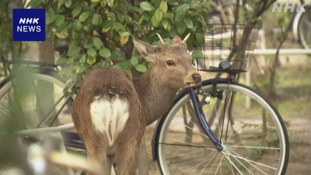 大阪市の住宅街などでシカ相次ぎ目撃 市が注意呼びかけ
