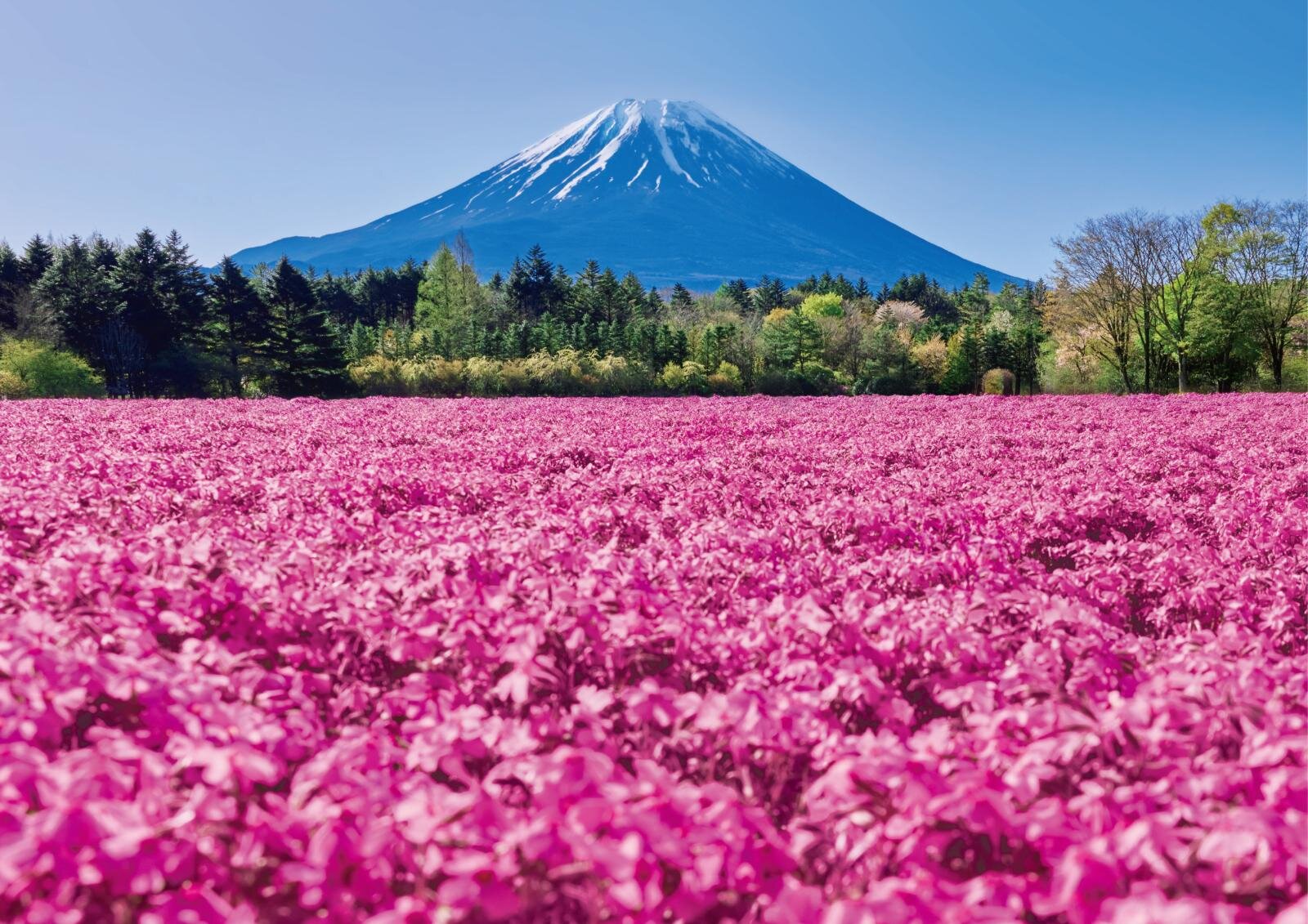 富士山麓に咲く芝桜「富士芝桜まつり」山梨・富士河口湖で、ピンク・赤・紫の花のじゅうたん｜写真1