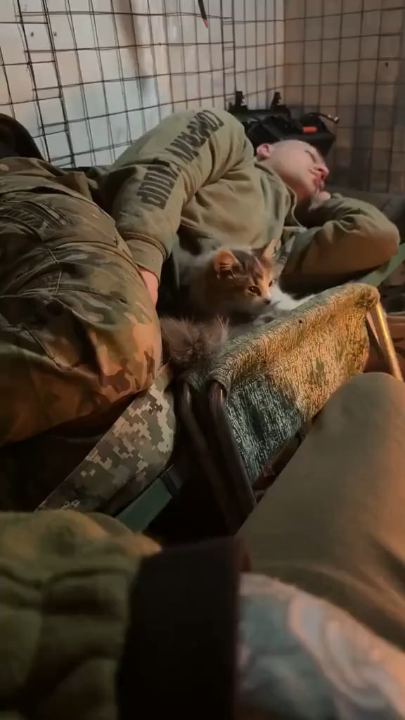 ウクライナ兵と一緒にくつろぐ猫