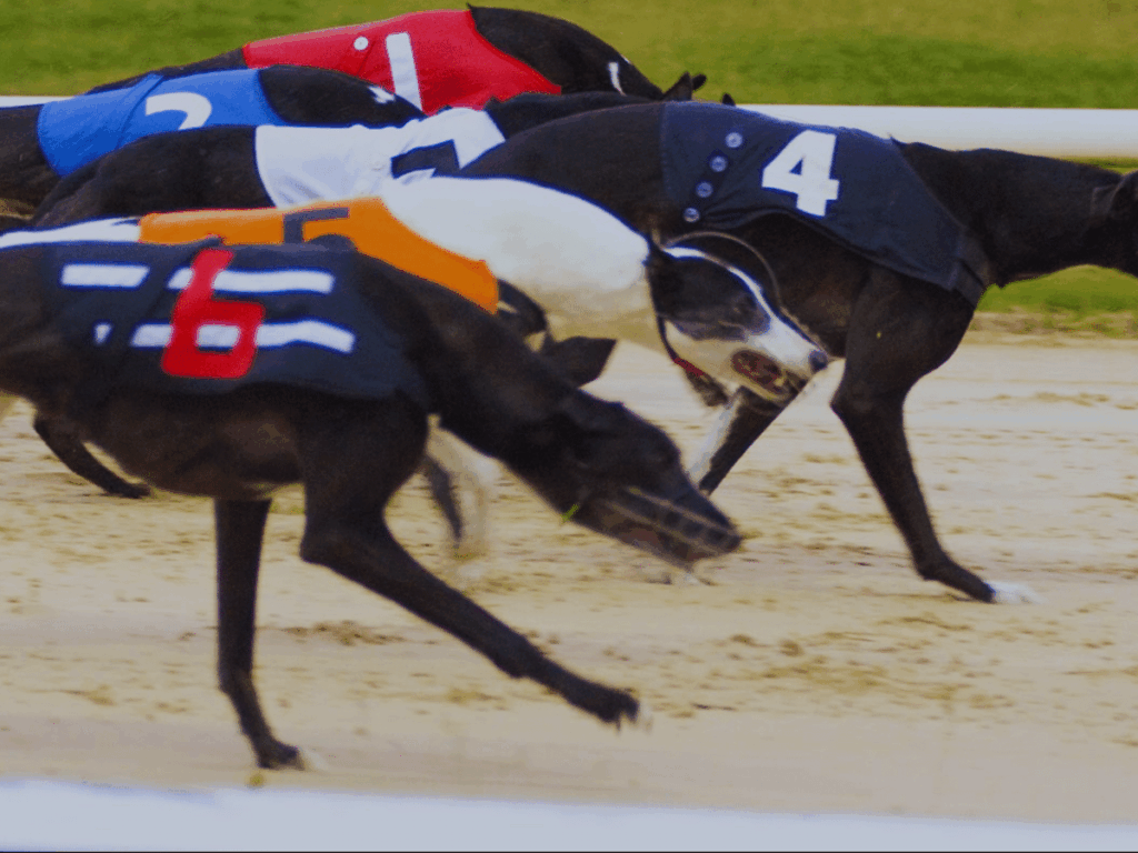 スコットランドとウェールズに続き、アイルランドでもグレイハウンドレースの禁止を求める