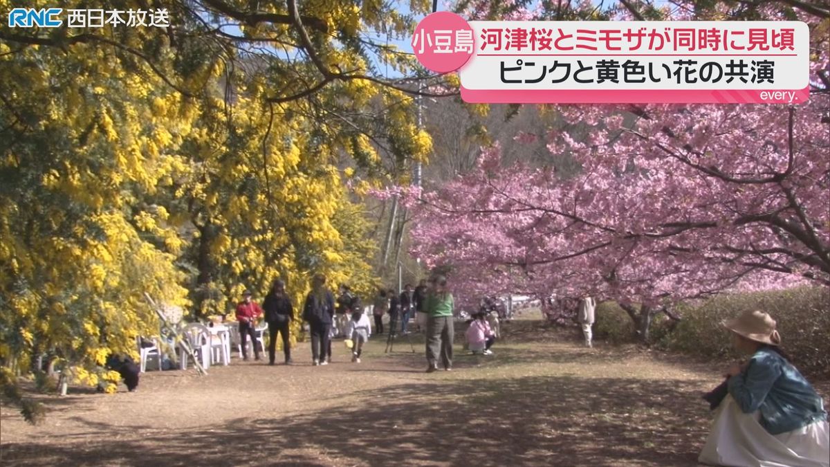 河津桜とミモザの共演　小豆島