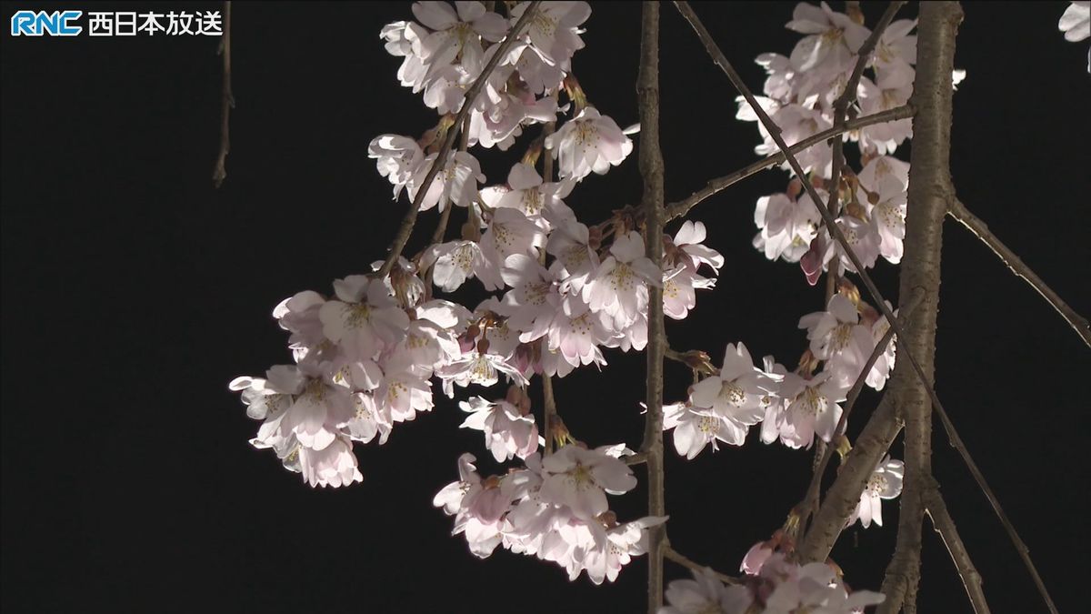 シダレザクラに醍醐桜 岡山県北部にも春の気配