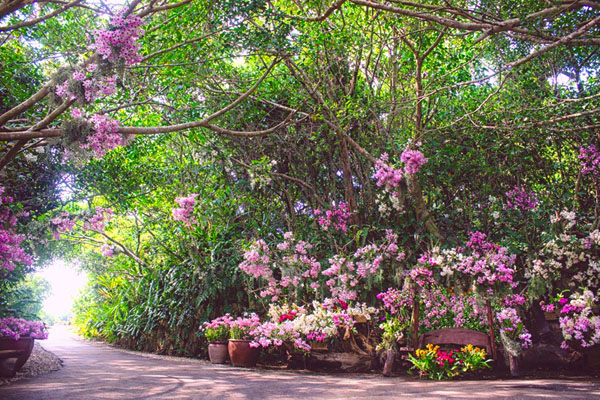 【沖縄県うるま市】自然体験型施設「ビオスの丘」で「らんの花祭り うりずん ～うりずんの花道～」開催！ ｜ ガジェット通信 GetNews