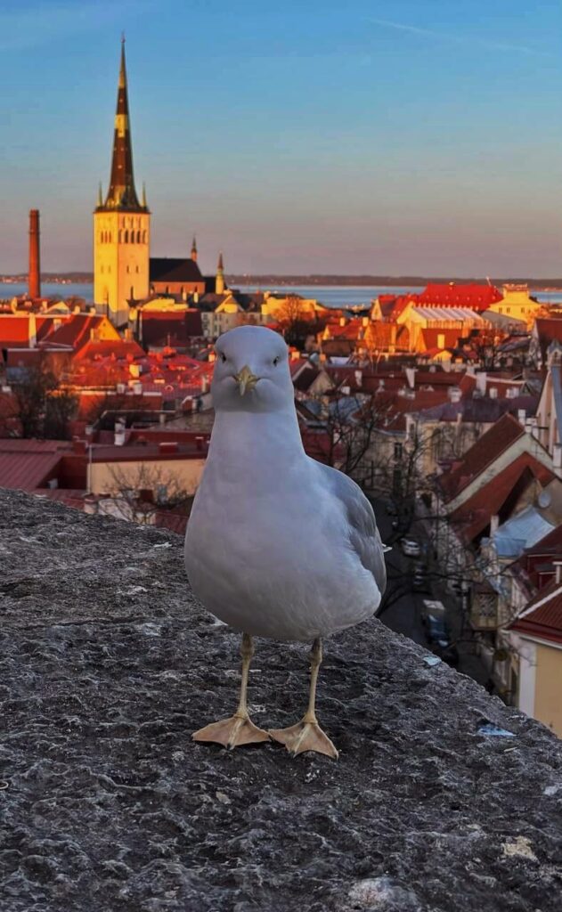 旧市街のカモメのボス