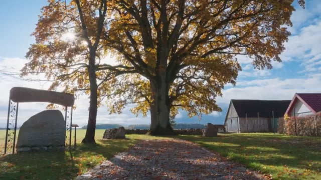 ラウキアイのオークは、2026年のヨーロッパ年間最優秀樹を受賞しました。