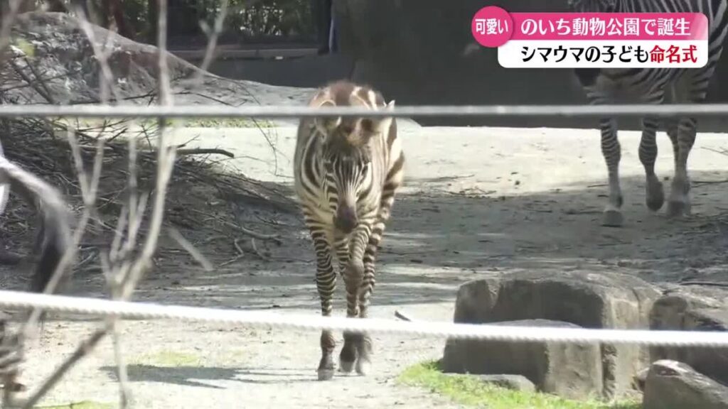 愛称は《イツハ》 高知県立のいち動物公園で生まれたグラントシマウマの命名式【高知】(2026年3月20日掲載)|RKC NEWS NNN 共有