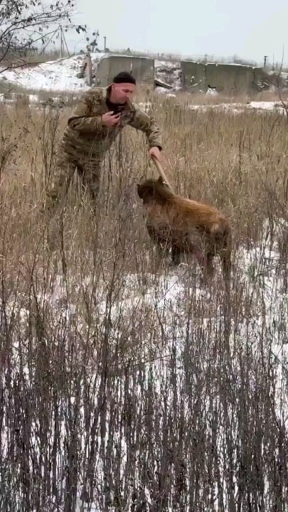 「ヴァスコという名前のイノシシは、ウクライナ兵の本当の友達になりました。彼らに引っ掻かれると特に喜ぶのです。」