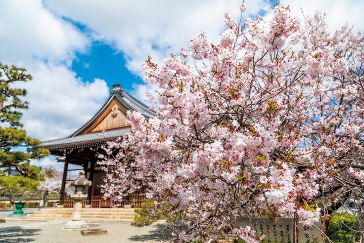 春爛漫の西陣桜さんぽ。京都よりみちこみち 寺之内通＆小川通【前編】