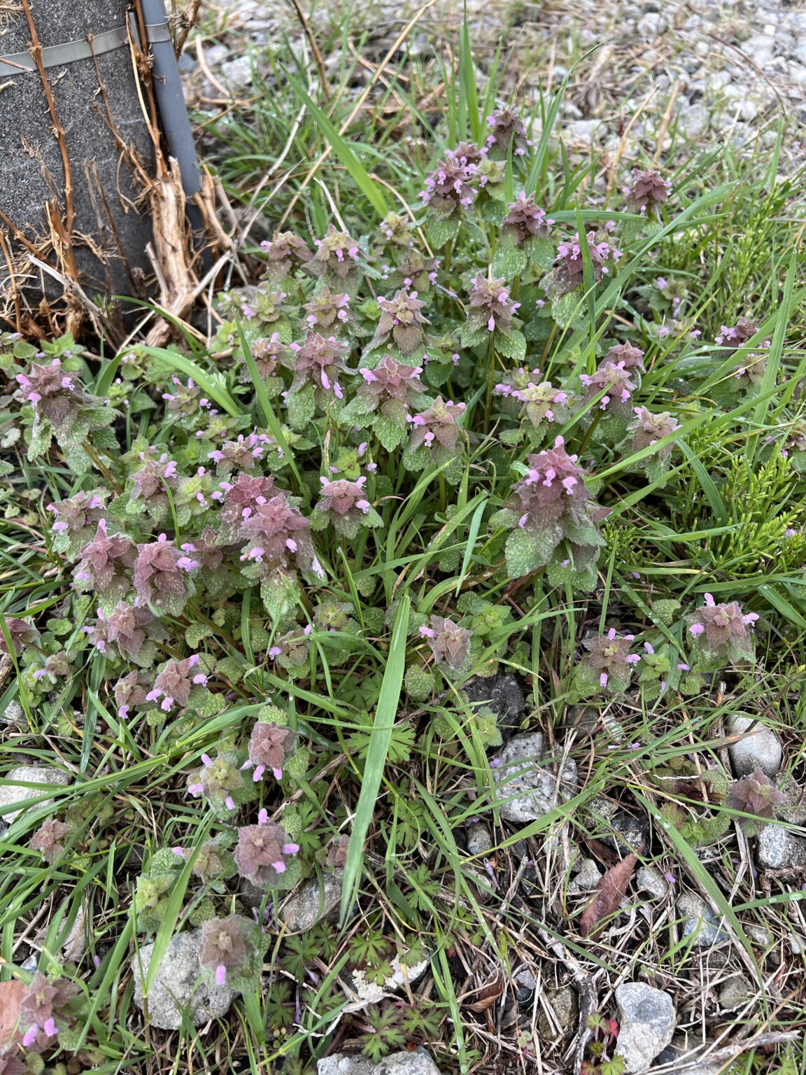 【クソスレ】ヒメオ〇〇コソウが咲いてました