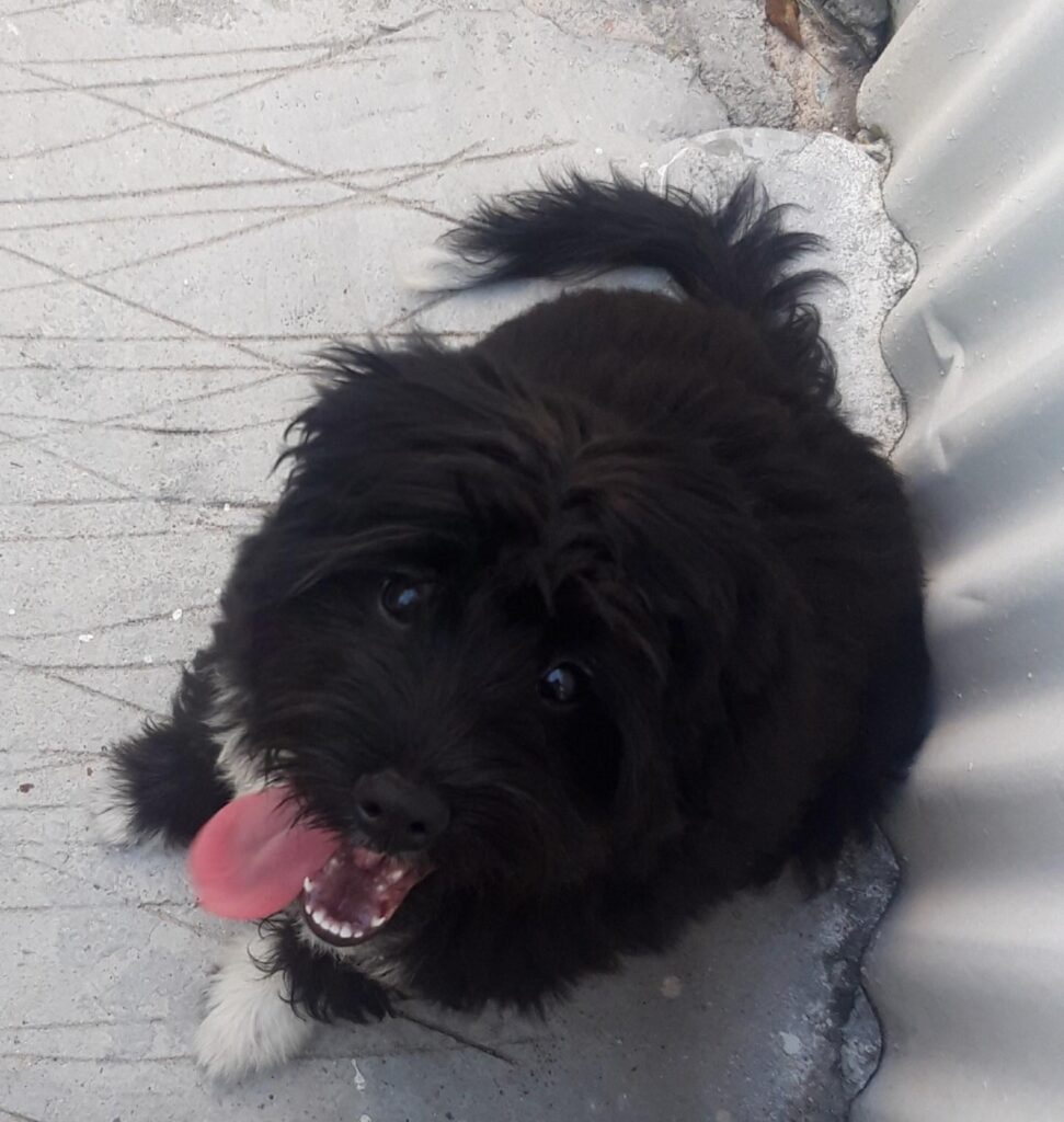 パンダが発見されましたが、残念ながらエルメシンデで電車に轢かれて死亡しました