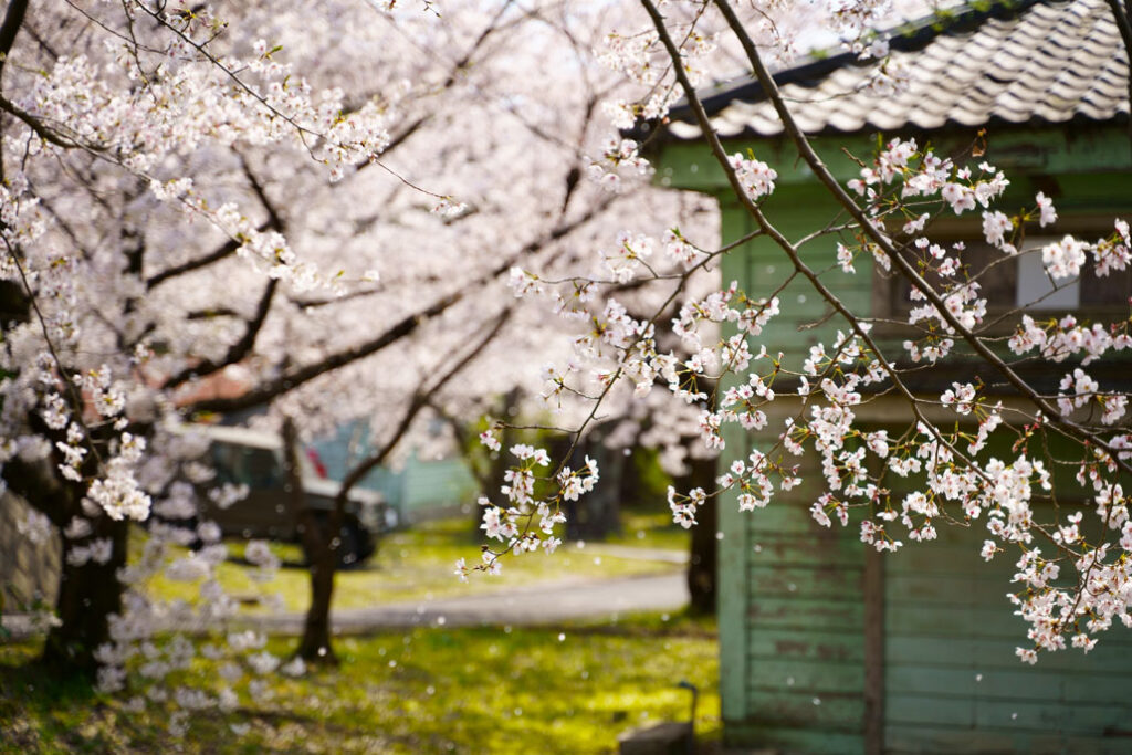 「平成31年 宇治駐屯地桜まつり」の写真２