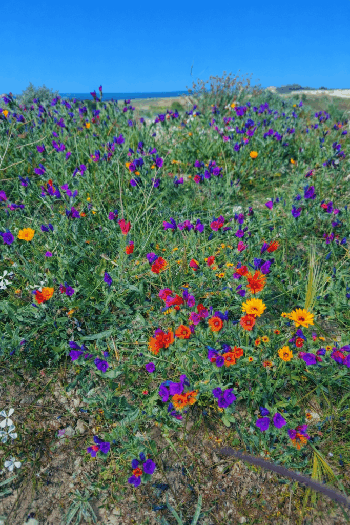 スペインの花。