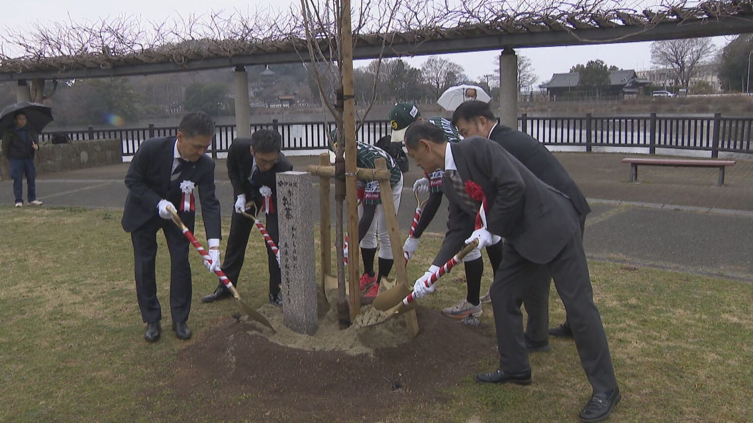 桜が咲く景色を未来へ 伊藤園が桜の植樹活動 高松市 | KSBニュース | KSB瀬戸内海放送 桜が咲く景色を未来へ 伊藤園が桜の植樹活動 高松市 | KSBニュース | KSB瀬戸内海放送