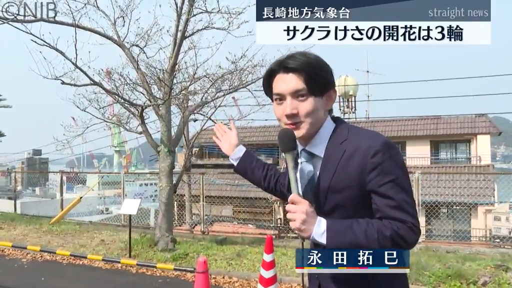 長崎地方気象台の標本木「開花発表の目安“5輪以上”ならず」県内のサクラ開花はいつ?《長崎》