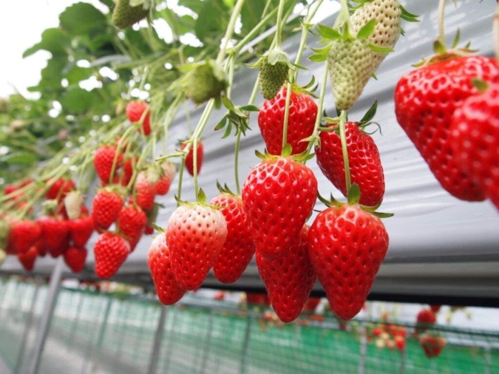 好き＆行ってみたい「栃木県のいちご狩りスポット」ランキング！ 2位「STRAWBERRY GARDEN ROYAL」、1位は？ | TRILL【トリル】