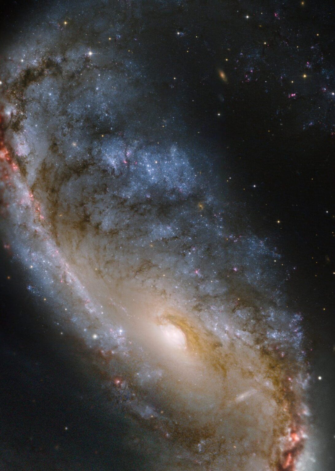 ハッブル宇宙望遠鏡が観測した渦巻銀河「NGC 2442」（Credit: NASA, ESA）