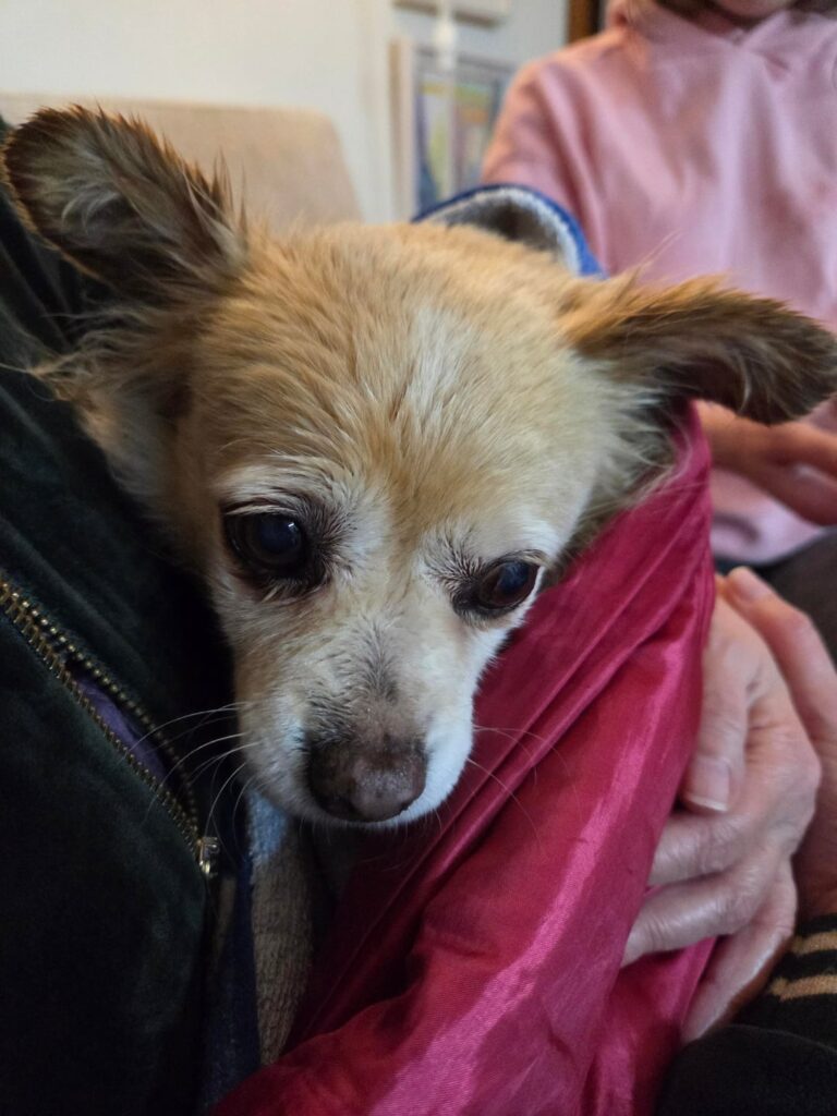 雨の中で震えている犬を見つけた