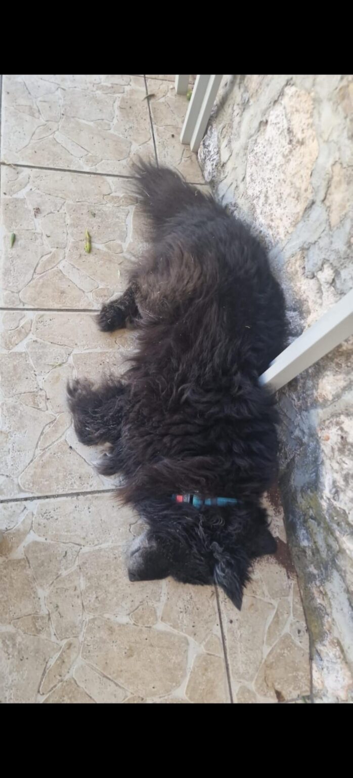 マリ・ドルヴェニクで迷子の老犬、見つけたらご褒美。