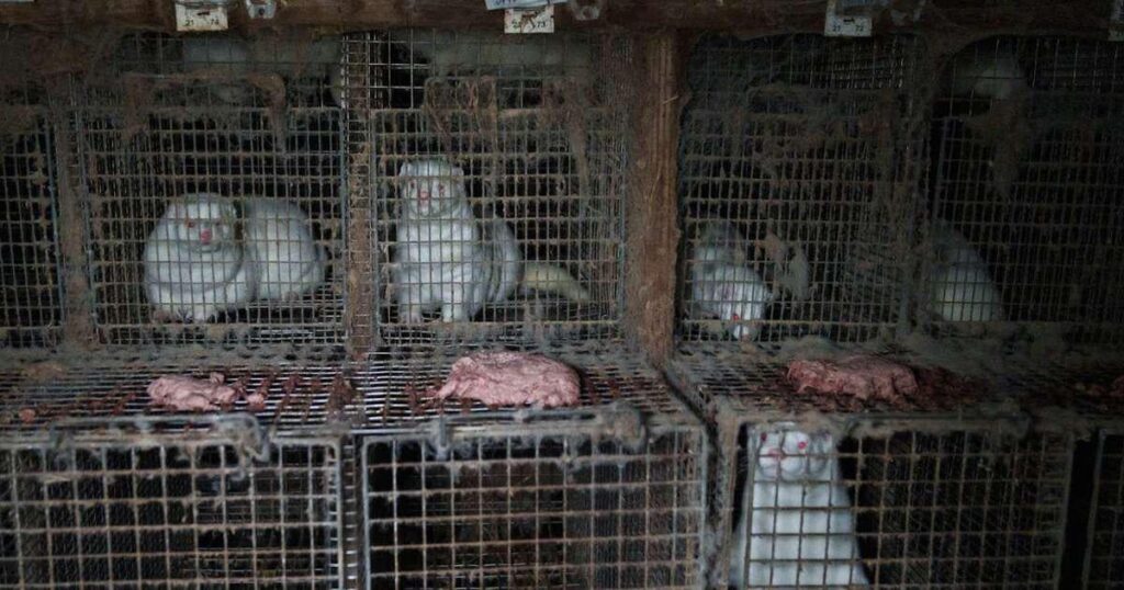 獣医たちは毛皮の飼育を禁止したいと考えている