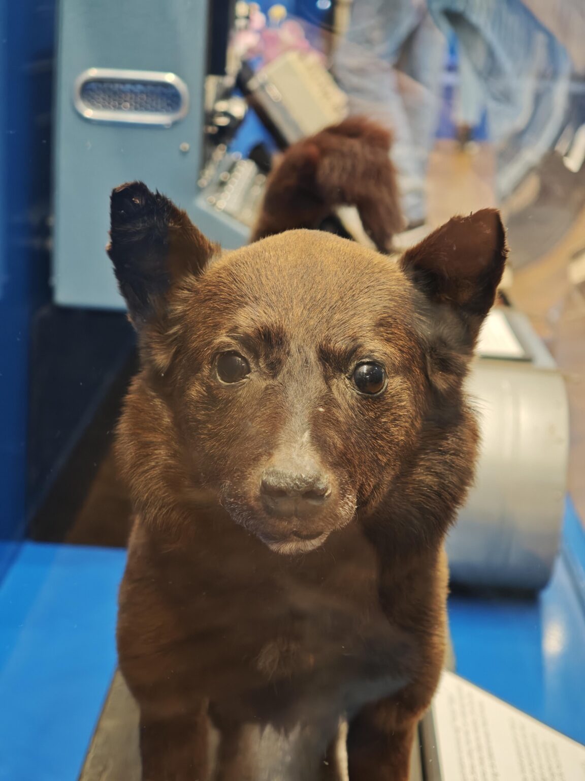 これは、1961 年 3 月 9 日に宇宙に打ち上げられた野良犬チェルヌシュカです。現在は剥製にされ、ラトビアのリガに展示されています。