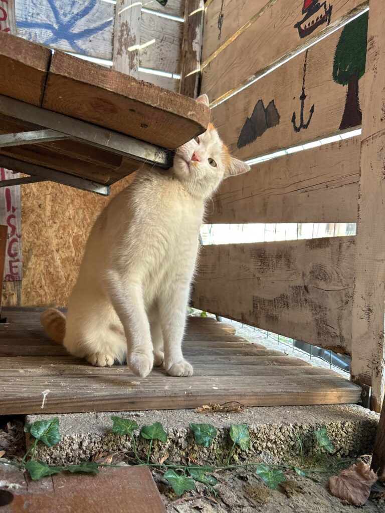 キャットボット