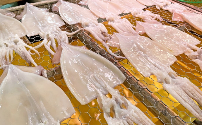 南米のイカ『アルゼンチンマツイカ』　漁の好不調が日本でニュースになるワケとは？